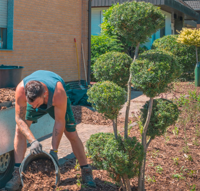 A man in a green tank top and shorts gardening outdoors, bending over to lay mulch around sculpted topiary trees in a residential garden, with gardening tools and a wheelbarrow nearby